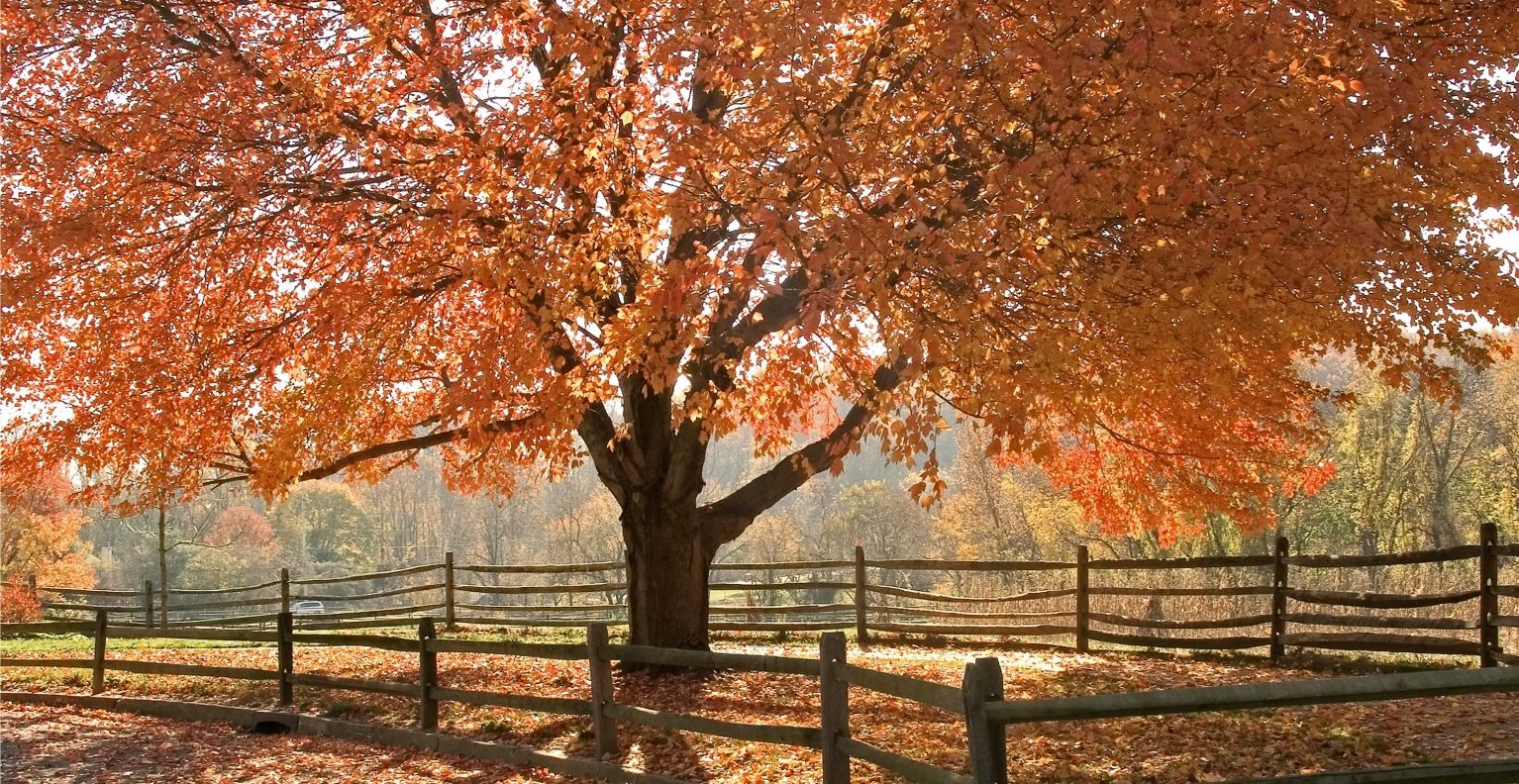 Tree representing the JRMC Hospice Memorial event