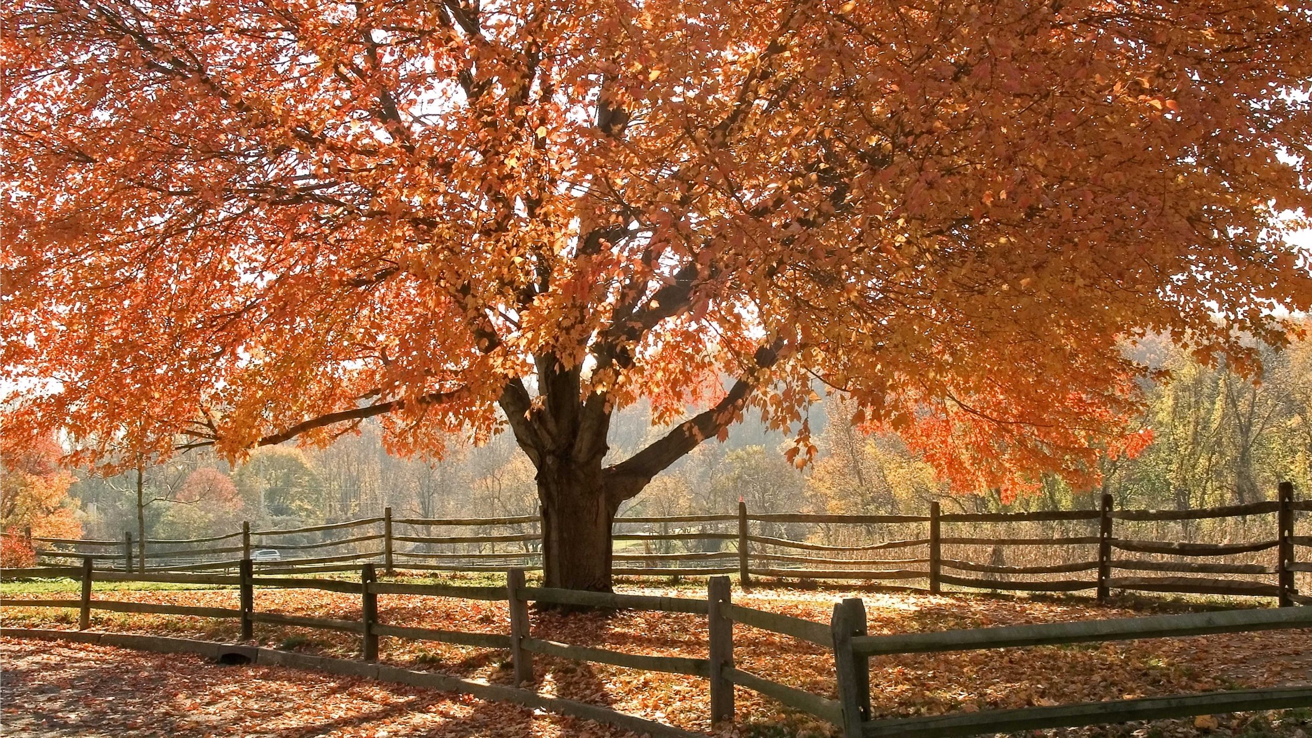 Tree representing the JRMC Hospice Memorial event